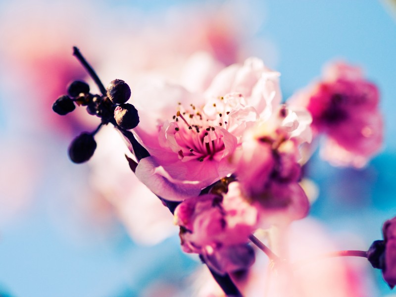 粉红色的樱花图片(9张)