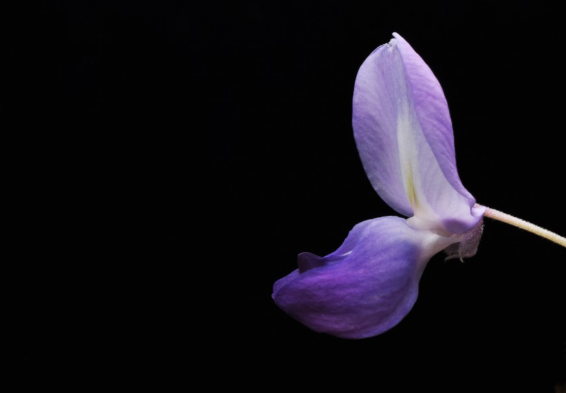 紫藤花图片(9张)