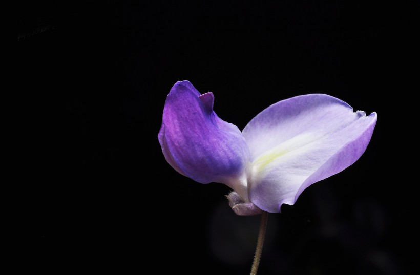 紫藤花图片(9张)