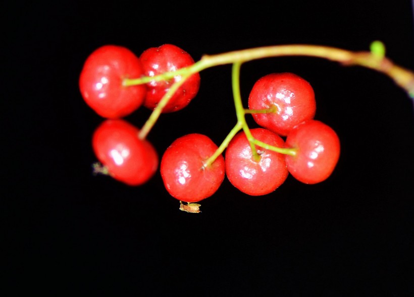 红色火棘果图片(8张)