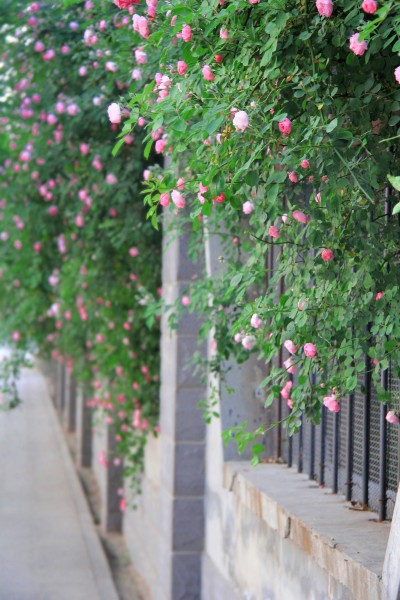 粉色蔷薇图片(7张)