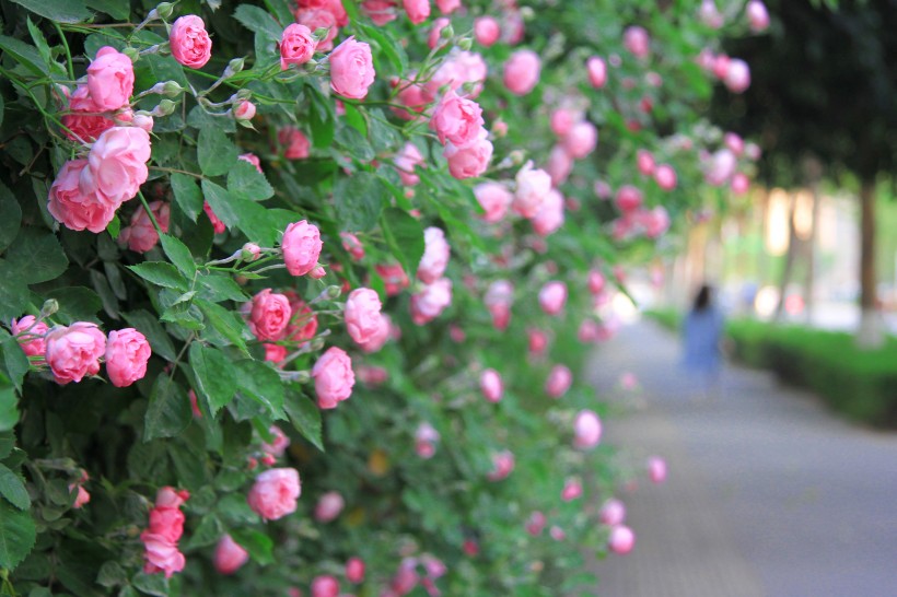 盛开的粉色蔷薇图片(9张)