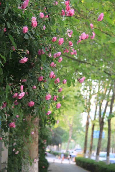 盛开的粉色蔷薇图片(9张)