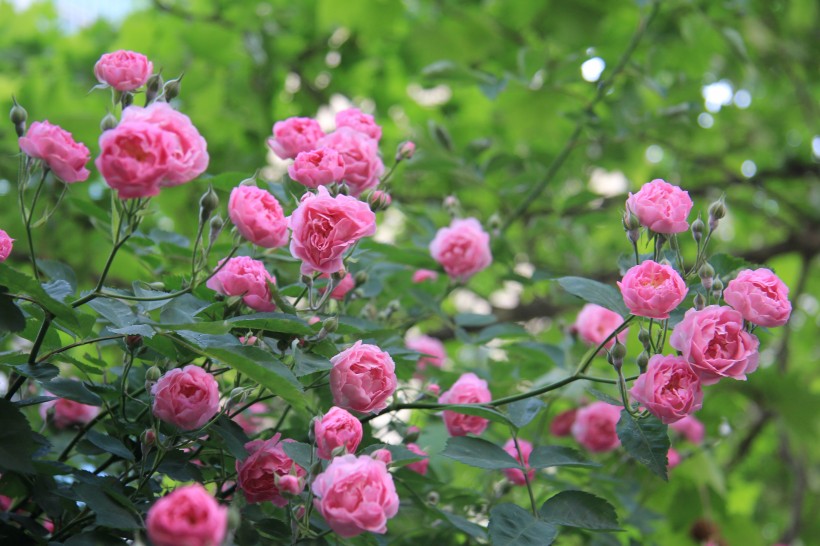 白色和粉色蔷薇花图片(12张)