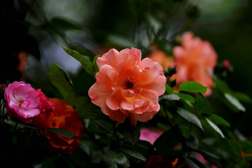 橙色蔷薇花图片(15张)
