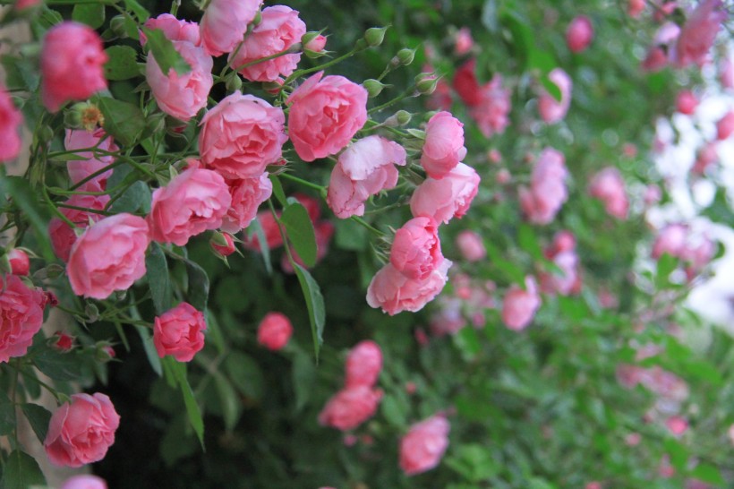 白色和粉色蔷薇花图片(12张)