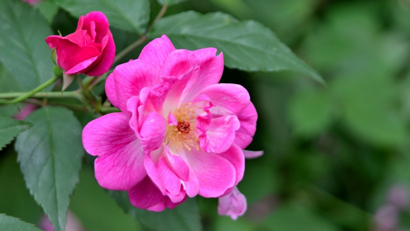 蔷薇花图片(8张)