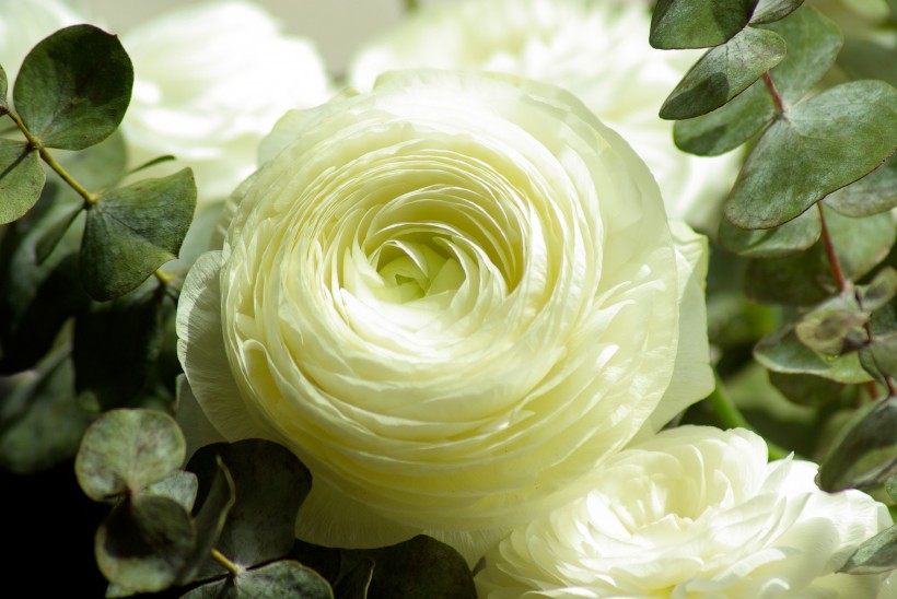 清纯的白玫瑰图片(8张)