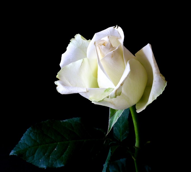清纯的白玫瑰图片(8张)