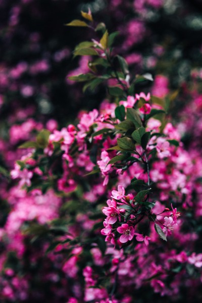 清新的粉红色花朵图片(12张)