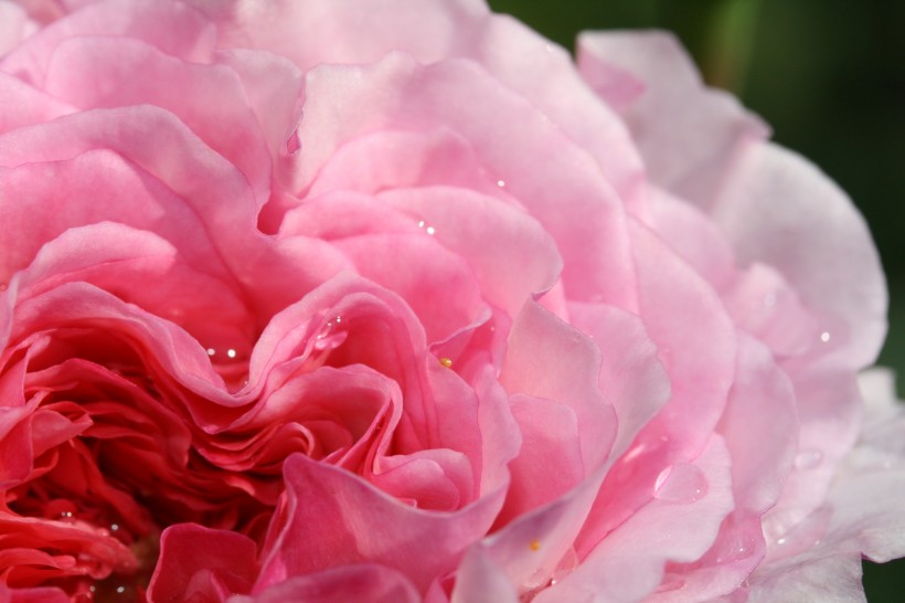 清新的粉玫瑰图片(10张)