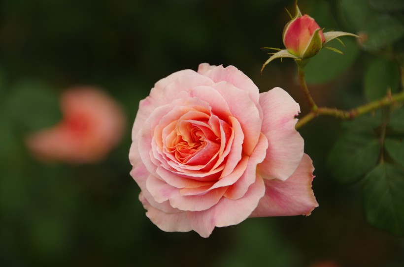 清新的粉玫瑰图片(10张)