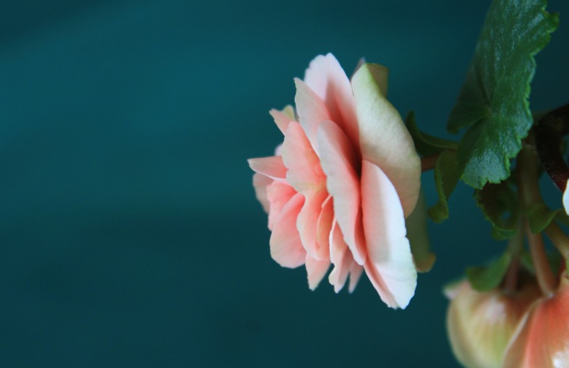羞涩唯美的球根海棠图片(10张)