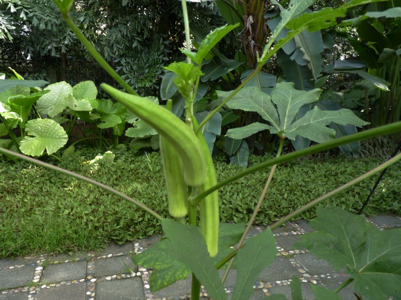 秋葵和秋葵花图片(10张)