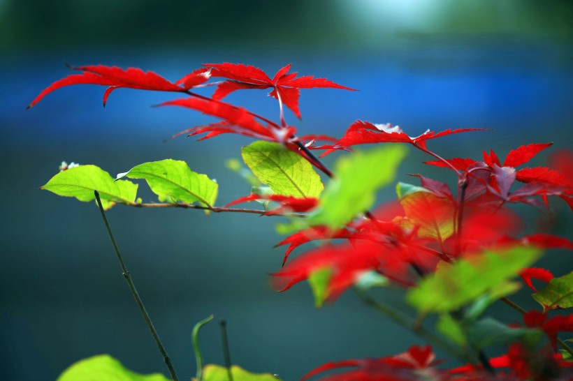 秋季红叶图片(7张)