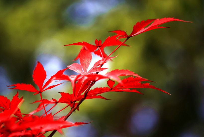 秋季红叶图片(7张)