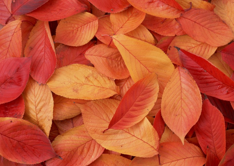 秋季落叶背景图片(26张)
