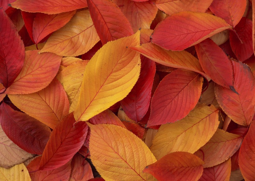 秋季落叶背景图片(20张)