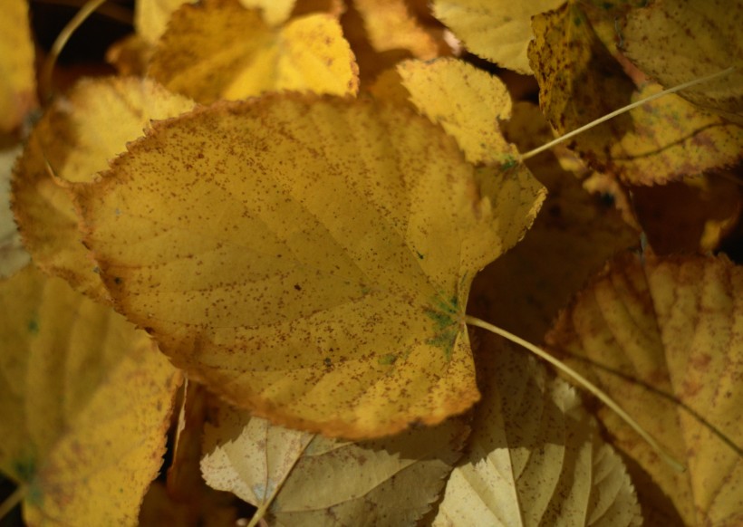 秋季落叶背景图片(20张)
