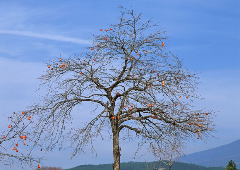 秋季树木图片(26张)