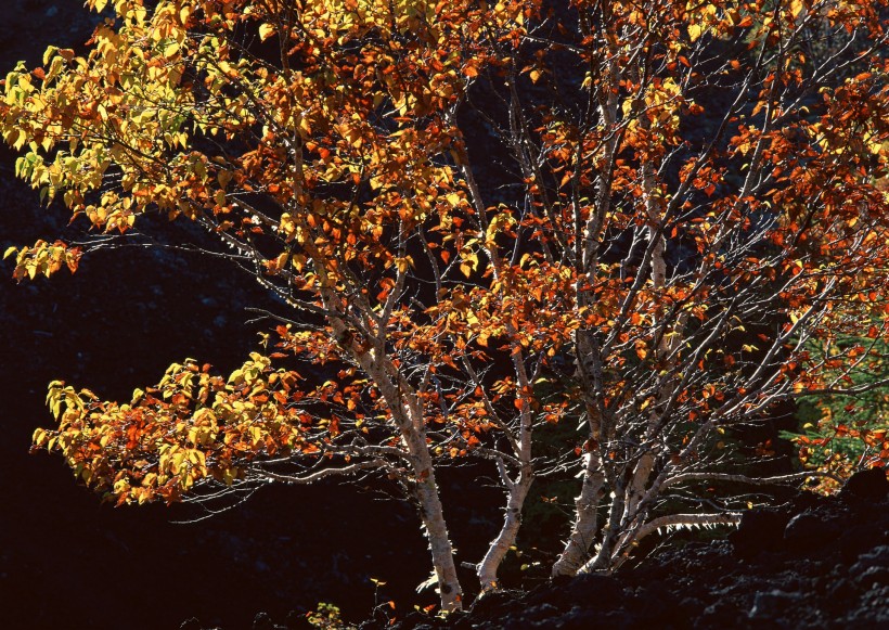 秋季树木图片(26张)