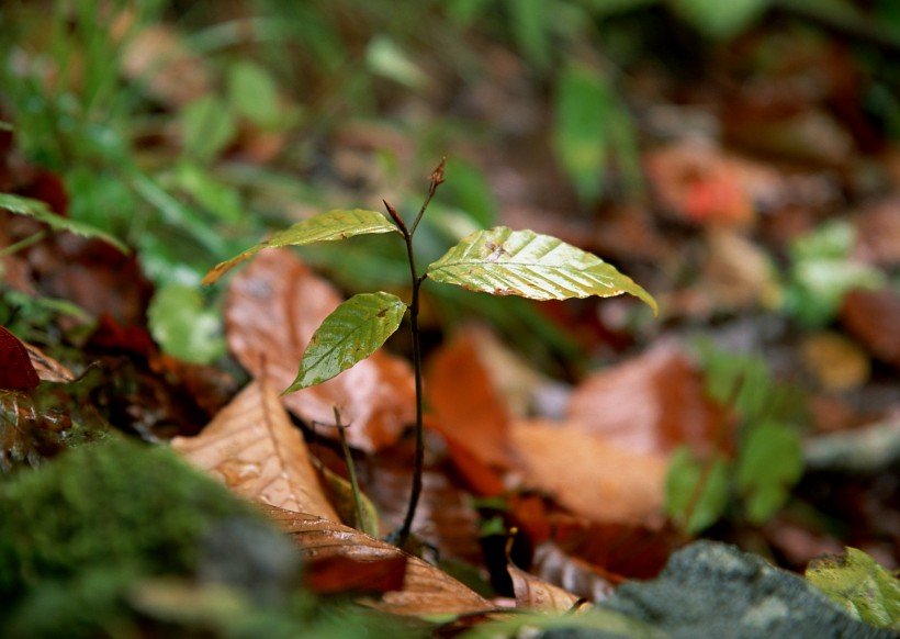 秋季动植物图片(26张)