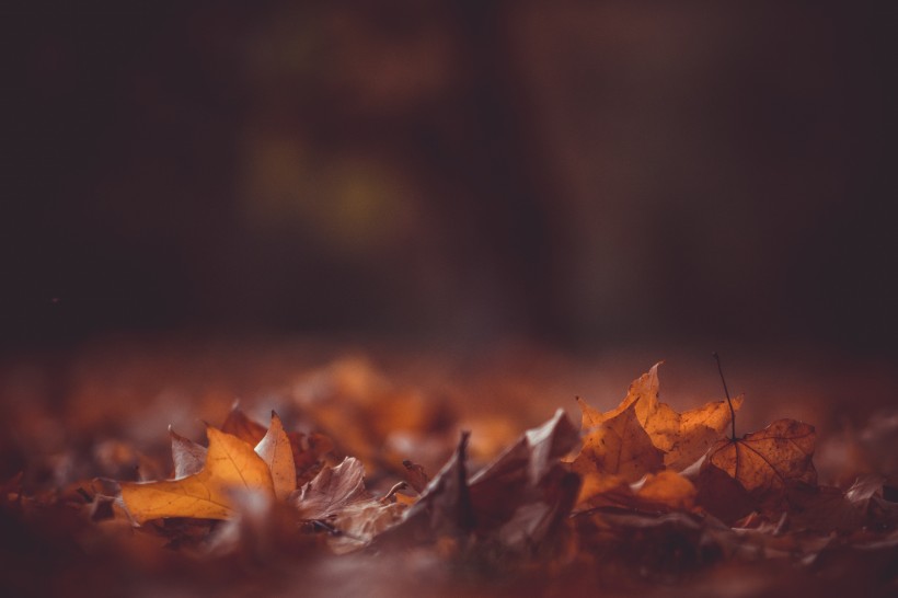 秋天的落叶图片(10张)