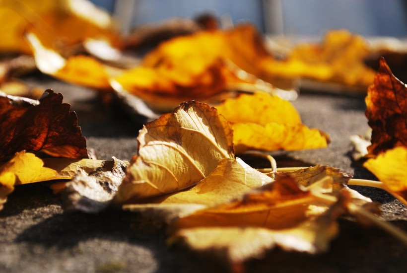 秋天的落叶图片(10张)