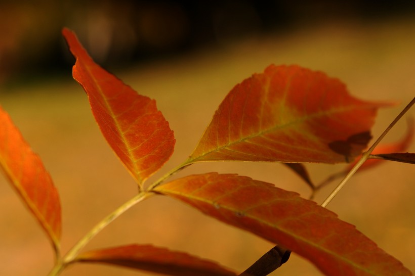 秋天的树叶图片(7张)