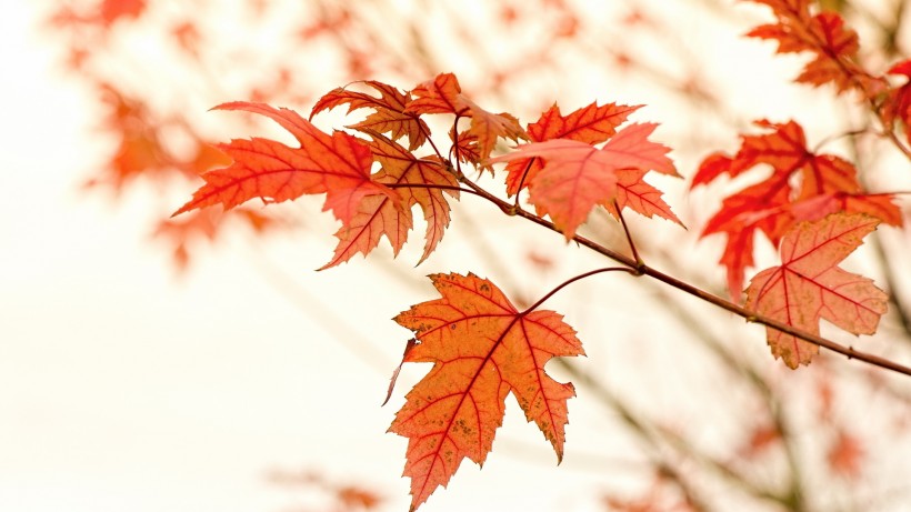 秋天唯美树叶图片(12张)