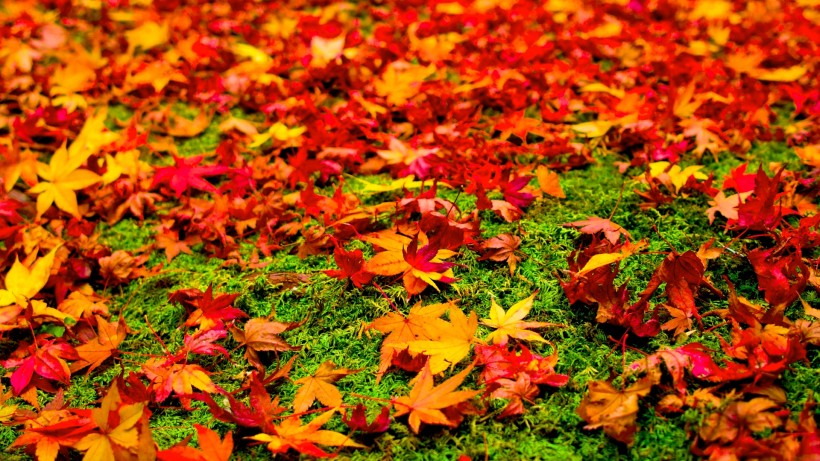 秋天唯美树叶图片(12张)