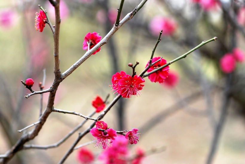 红梅花图片(10张)