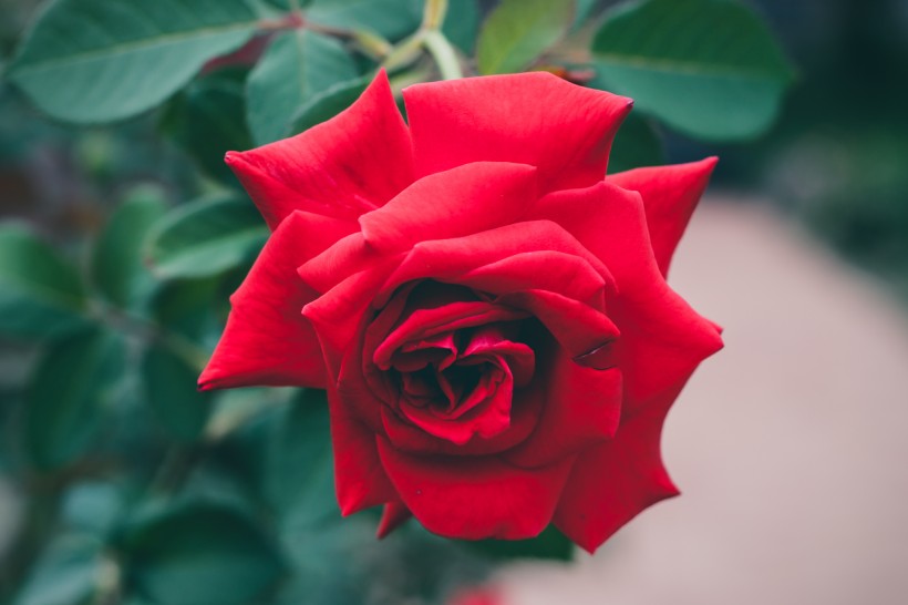 娇艳的红玫瑰图片(9张)