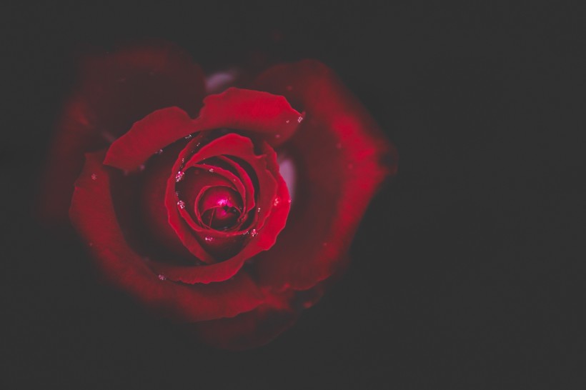 红玫瑰图片(13张)