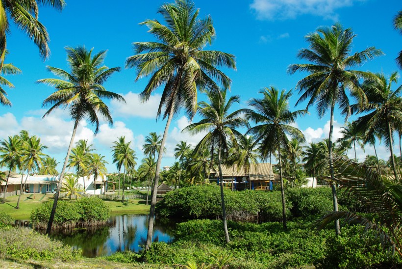 热带海边的椰树图片(11张)
