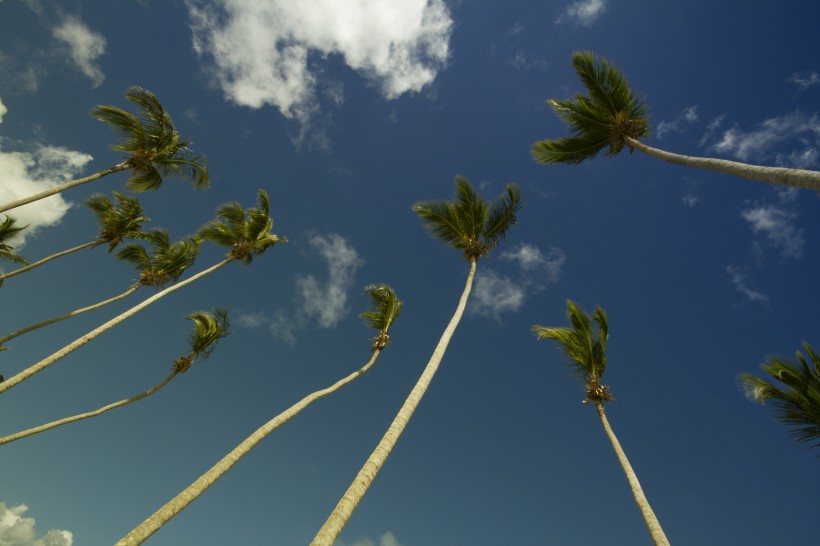 热带树木椰子树图片(16张)