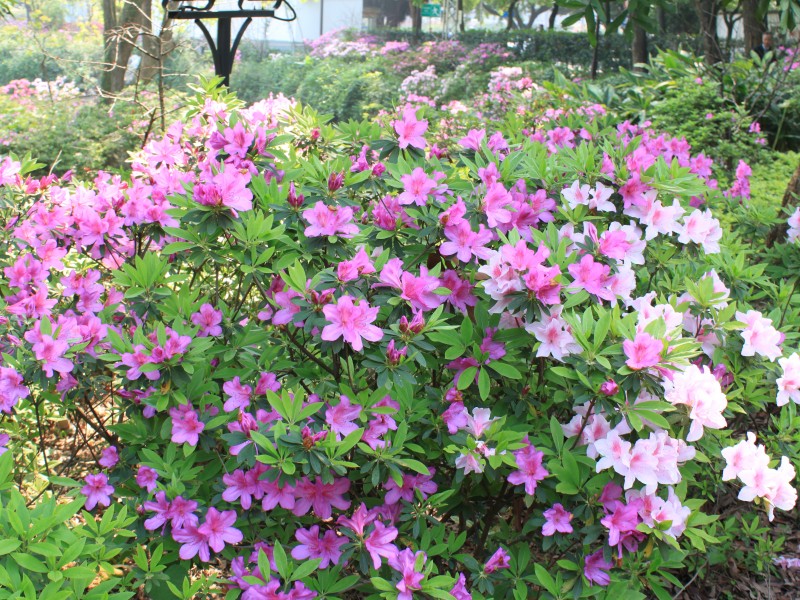 杜鹃花图片(17张)