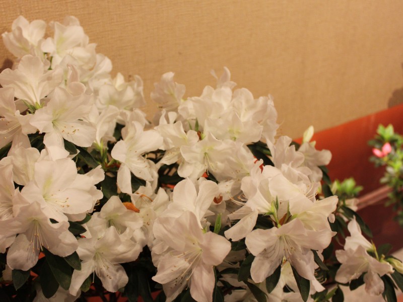 杜鹃花图片(17张)