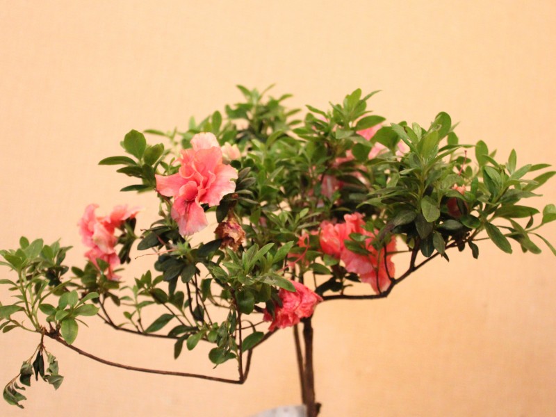 杜鹃花图片(17张)