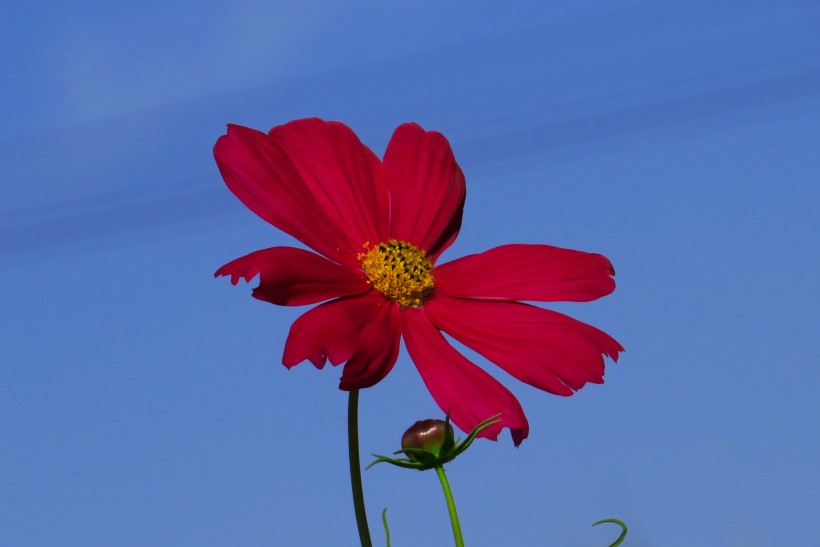 紫色杜鹃花图片(13张)