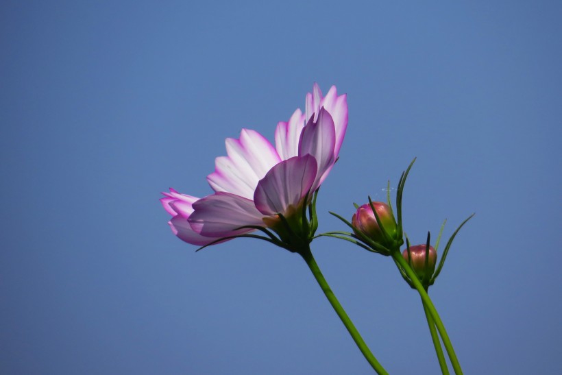 紫色杜鹃花图片(13张)