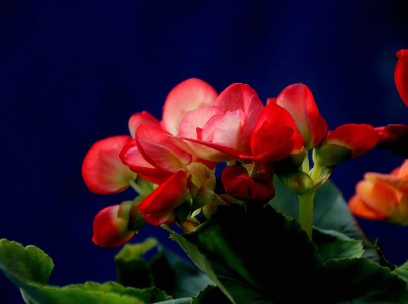 丽格海棠花卉图片(18张)