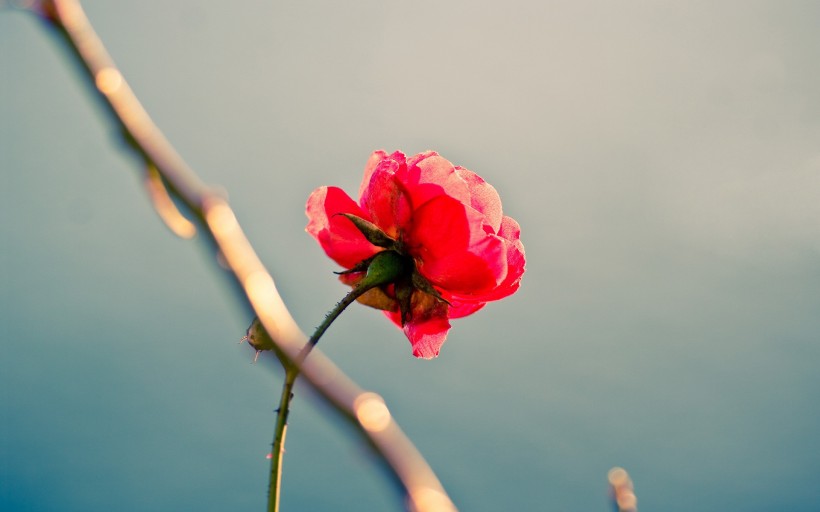 美丽的蔷薇图片(12张)