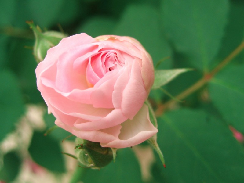 美丽的蔷薇图片(12张)