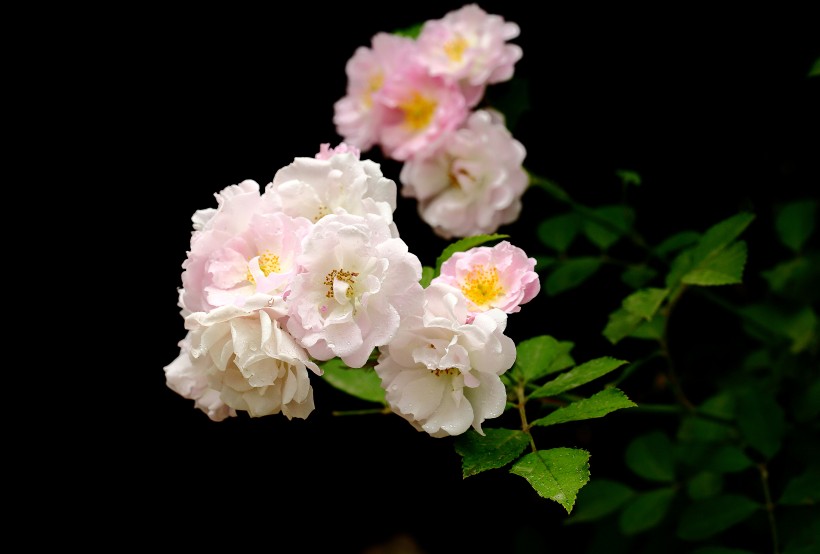 蔷薇花图片(20张)