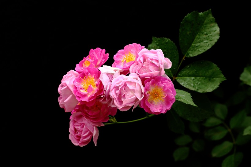 蔷薇花图片(20张)