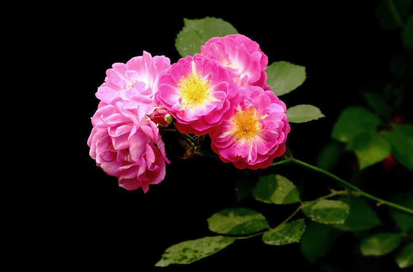 蔷薇图片(7张)
