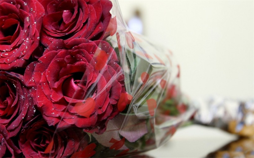 各种颜色的玫瑰花图片(11张)