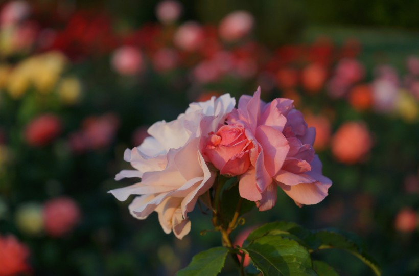 娇艳玫瑰花卉图片(19张)