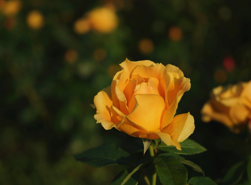 秋日绽放的美艳玫瑰花图片(8张)